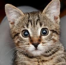 130320 Un mystérieux pouvoir.jpg