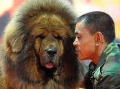 chiens Tibet, nouveau Luxe pour riches chinois