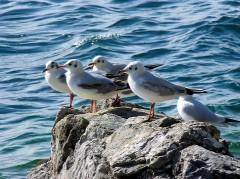 littérature; poésie; anthologie; livres