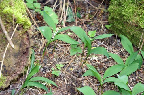 convallaria 2 romi 2 mai 017.jpg