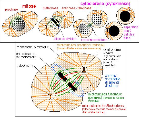 Transport endocytique et cytokinèse : de la régulation du cytosquelette à la conservation du midbody*