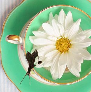 cup of tea hirondellina