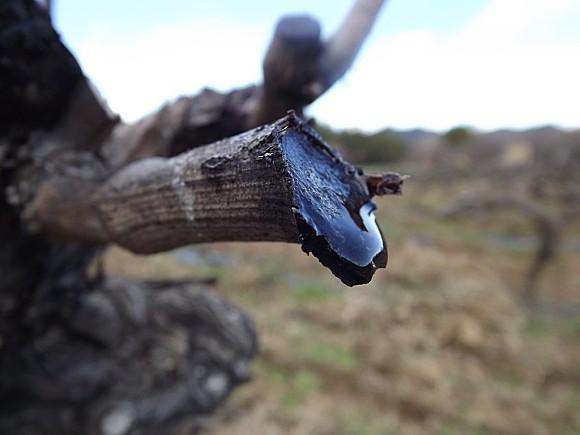 LES VIGNES PLEURENT (2)