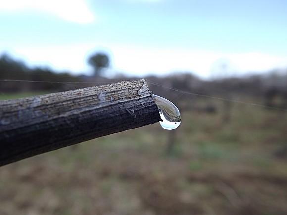 TAILLE DES VIGNES (3)