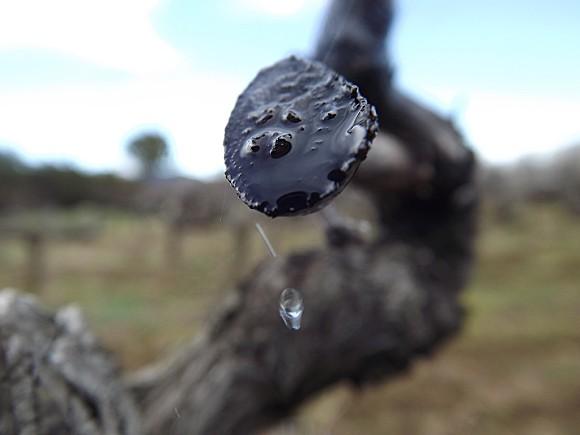 TAILLE DES VIGNES (2)