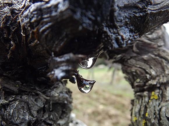 VIGNES MOIS DE MARS (2)