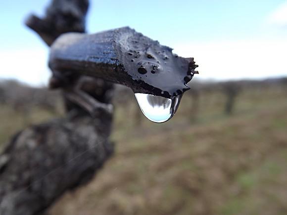 LES VIGNES PLEURENT (5)