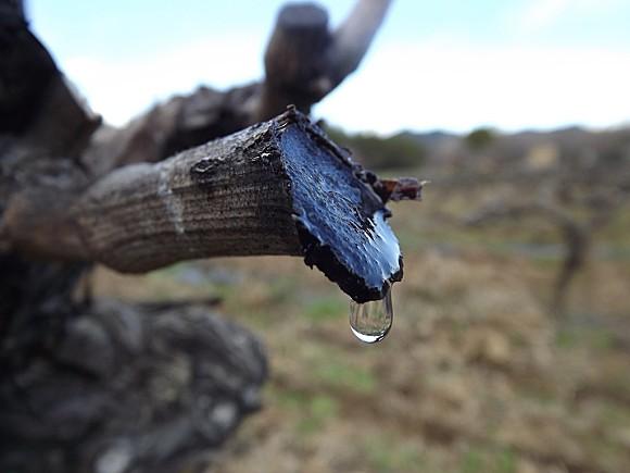 LES VIGNES PLEURENT (3)