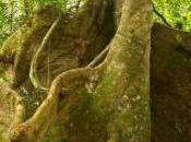 était forêt nouveau film Jacquet sortira novembre 2013