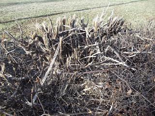 Destruction environnementale