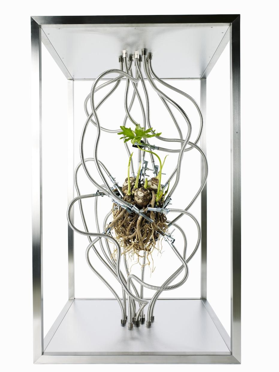 Botanical Sculpture #5 - Azuma Makoto