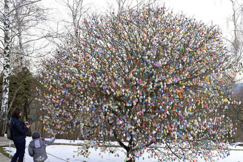 Œufs cube. Depuis 40 ans, un couple installé à Saalfeld en Allemagne décore un arbre d'œufs peints à la main à l'occasion de Pâques. La première année, l'arbre n'avait que 18 œufs, mais ils se sont surpassés chaque fois en fabriquant quelques œufs de plus. Ce printemps, ce sont dix mille œufs de Pâques qui ornent l'arbre. Mais le couple a promis qu'il n'en fera pas plus l'an prochain! Plus de deux semaines ont été nécessaire pour installer tous ces oeufs qui font la joie des touristes venus de toute l'Allemagne.