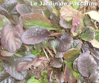 Comment multiplier le Bugle