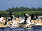 Découverte Pérou restes fossilisés d'un pélican géant