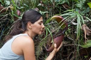 Expédition à la recherche de Nepenthes avc Stewart Mcpherson