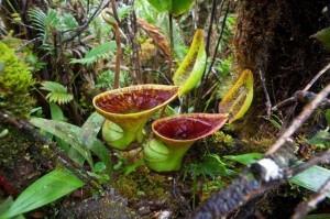 Expédition à la recherche de Nepenthes avc Stewart Mcpherson