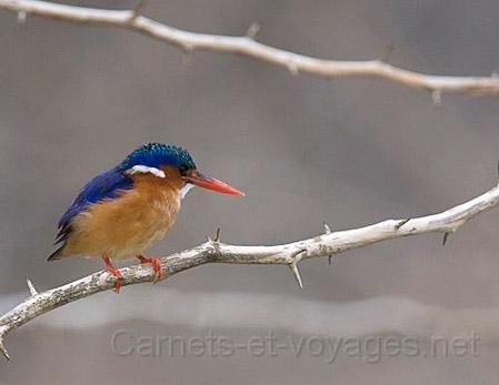 martin pêcheur huppé