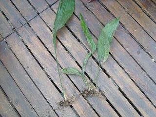 Comment multiplier l'Aspidistra Eliator