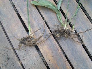 Comment multiplier l'Aspidistra Eliator