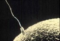 spermatozoide-ovule.jpg