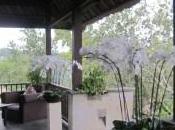 L’une plus belles piscines monde Ubud Hanging Gardens