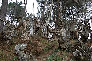 Belle Ile février (89) [1600x1200]