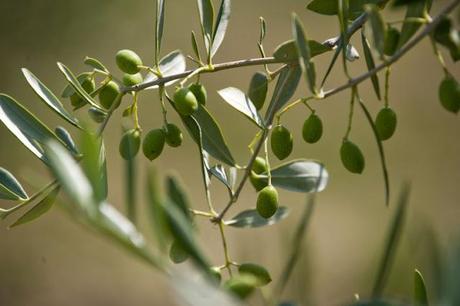 Olive, je te tremperai...