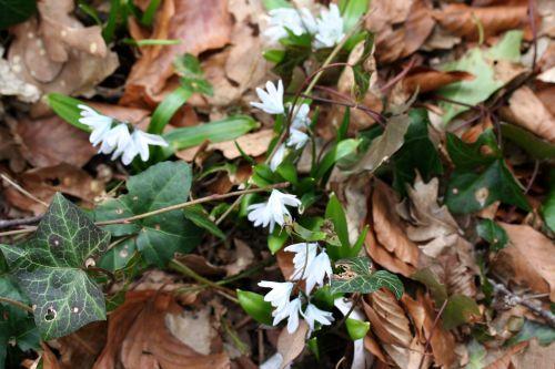 4 puschkinia veneux 7 mars 024.jpg