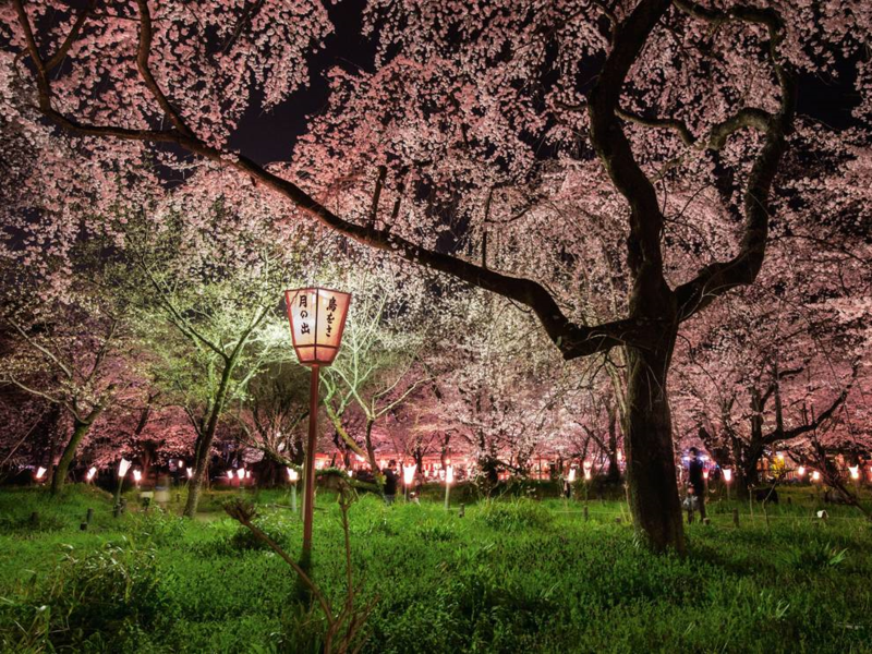 Cherry blossom printemps