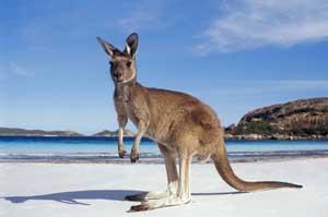 Kangourou Australien