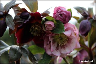 Un Hellébore pas comme les autres...