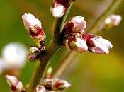 Délicates fleurs d'amandiers