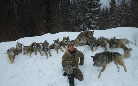 Le Plan National Loup prévoit un plafond de 24 loups à tuer.