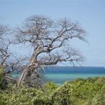 Les « bonbons baobab » de Zanzibar