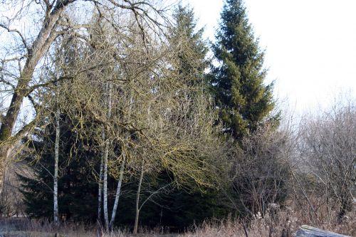 betula romi 18 déc 021.jpg