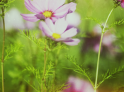 Mise jour l’app Google+ avec intégration Snapseed