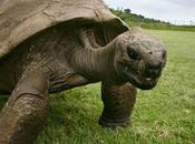 Jonathan, ans, tortue géante Seychelles.