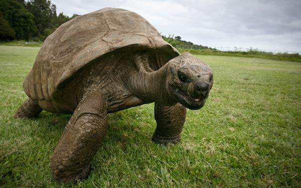 Jon, la tortue de 181 ans