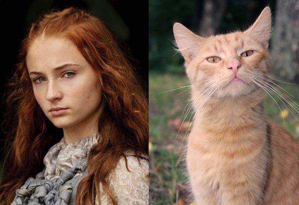 Cats-As-Game-Of-Thrones-Characters8