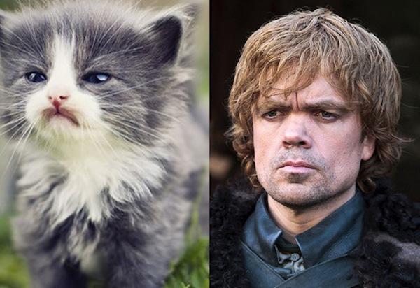 Cats-As-Game-Of-Thrones-Characters01