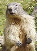marmotte