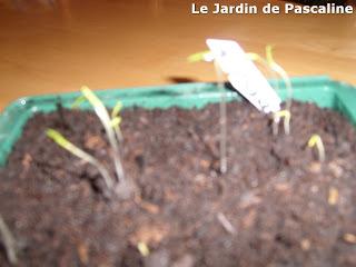 Semis de Tetragone réussi !