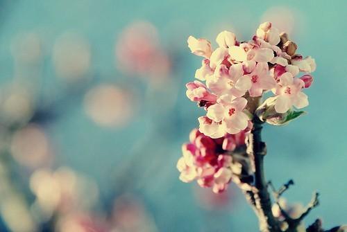 spring is coming... right?