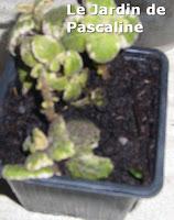 Comment multiplier le Plectranthus