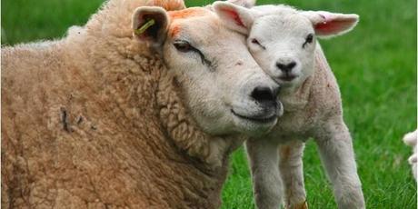 6 motivi per non mangiare agnello a Pasqua [IMMAGINI SHOCK]