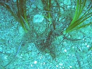 VxPhanér-Posidonia oceanica-racines-GiensMédes-10m-18-06-