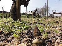 Morilles dans les vignes de Mirebeau