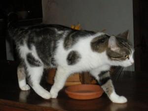 Le chat de Brigitte Bardot