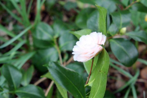 1 ave maria veneux 27 mars 2013 006.jpg