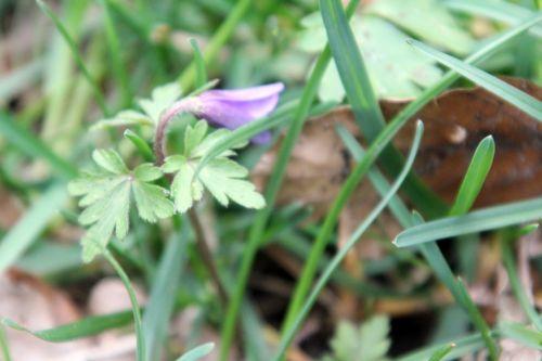 4 anemone blanda veneux 28 mars 2013 003.jpg